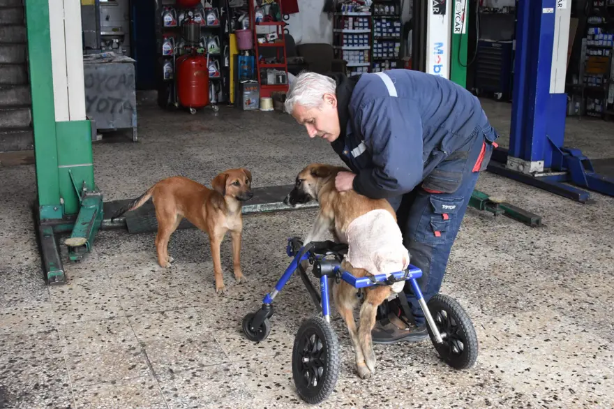 Omurgası kırılan köpeğine 4 tekerlekli yürüteç yaptı 1