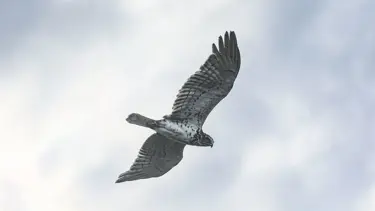 Takvim belli oldu: Yeni av sezonu ne zaman başlayacak?