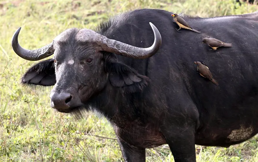 'Doğanın gözyaşı' 1