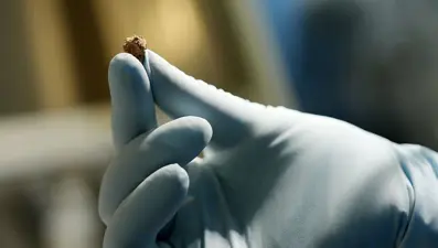 3 bin 600 yıllık dünyanın en eski peynirinin gizemi: Probiyotik kaynağının atası çıktı!