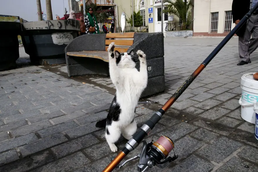 Dünyada kaç tane sokak hayvanı var? Ülkelere göre rakamlar 5