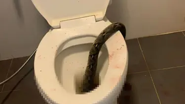 Tuvaletini yaparken klozetten çıkan pitonun saldırısına uğradı