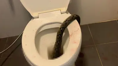 Tuvaletini yaparken klozetten çıkan pitonun saldırısına uğradı