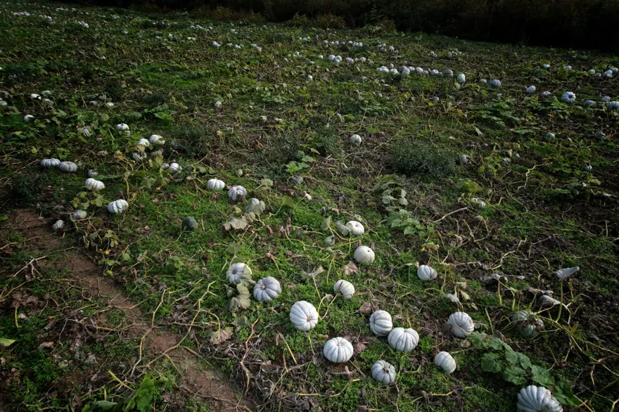 "Beyaz Elmas" parlamaya başladı: Tek tek kesilerek toplanıyor 1