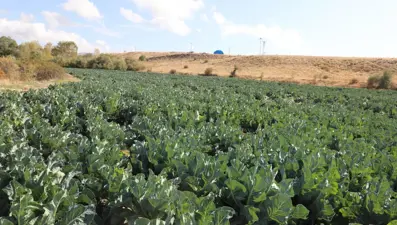 26 dekar alanda 2 yıldır yetiştiriyor: Hasadı başladı
