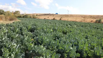 26 dekar alanda 2 yıldır yetiştiriyor: Hasadı başladı