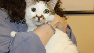 Bursa'dan Sivas'a taşınan Paşa depresyona girdi