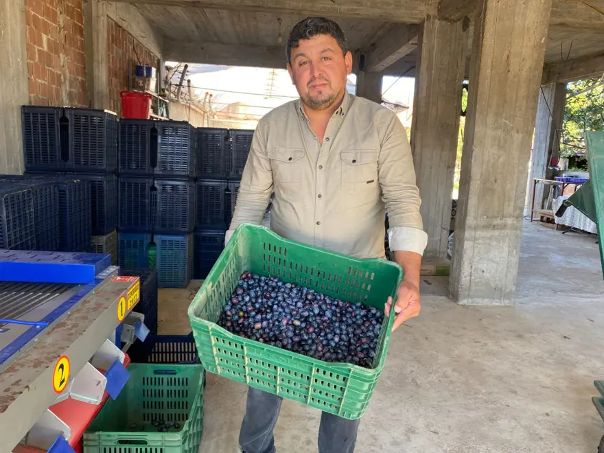 Üreticinin yüzünü güldürdü: Rekolte düşük ama kalite yüksek 1 Üreticinin yüzünü güldürdü: Rekolte düşük ama kalite yüksek 1