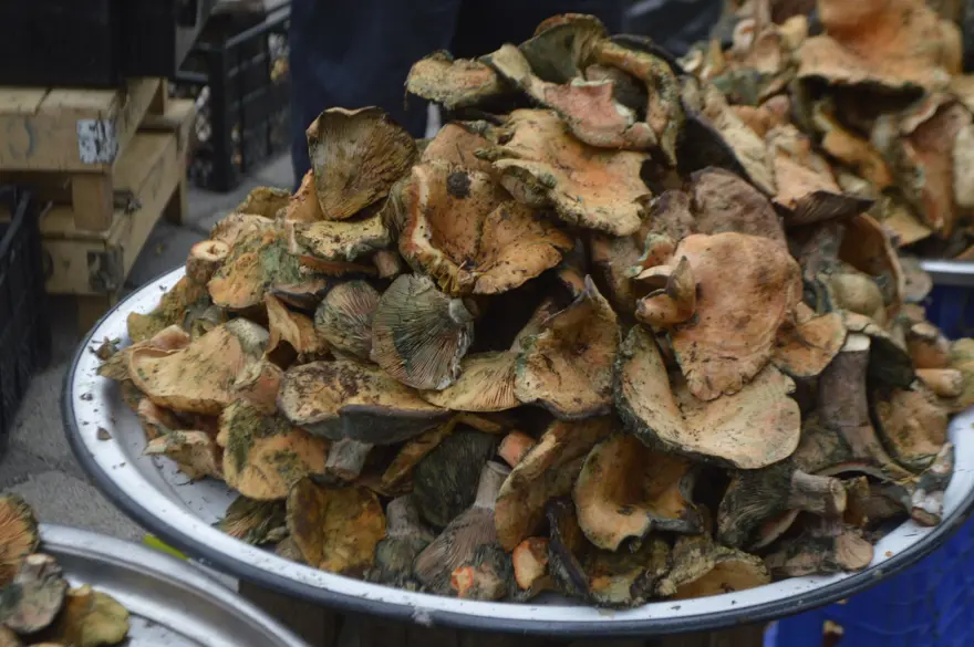 Bir yörenin gözdesi, tezgahta gören akın etti: Fiyatında düşüş bekleniyor 