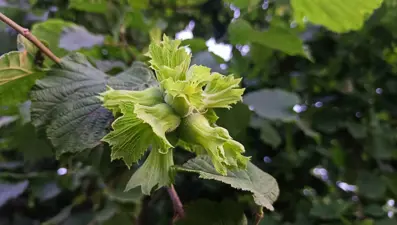 Günlük yevmiye bin 200 TL: Patoz saat ücreti 4 bin TL