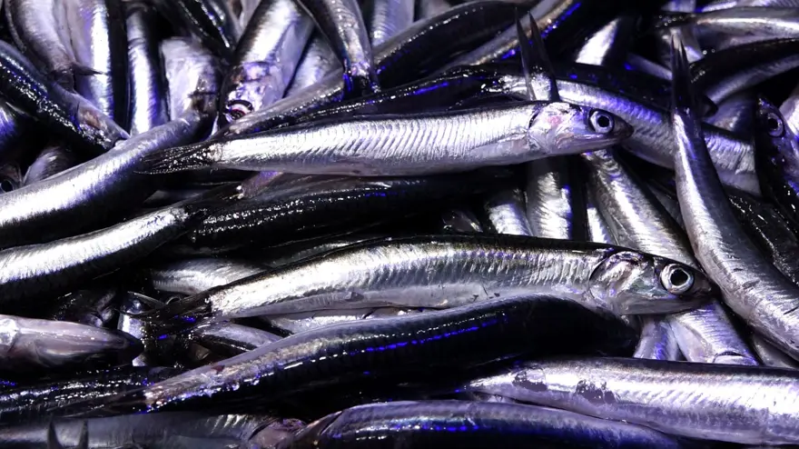 Karadeniz’de hamsibolluğu: Tezgahlar doldu 5