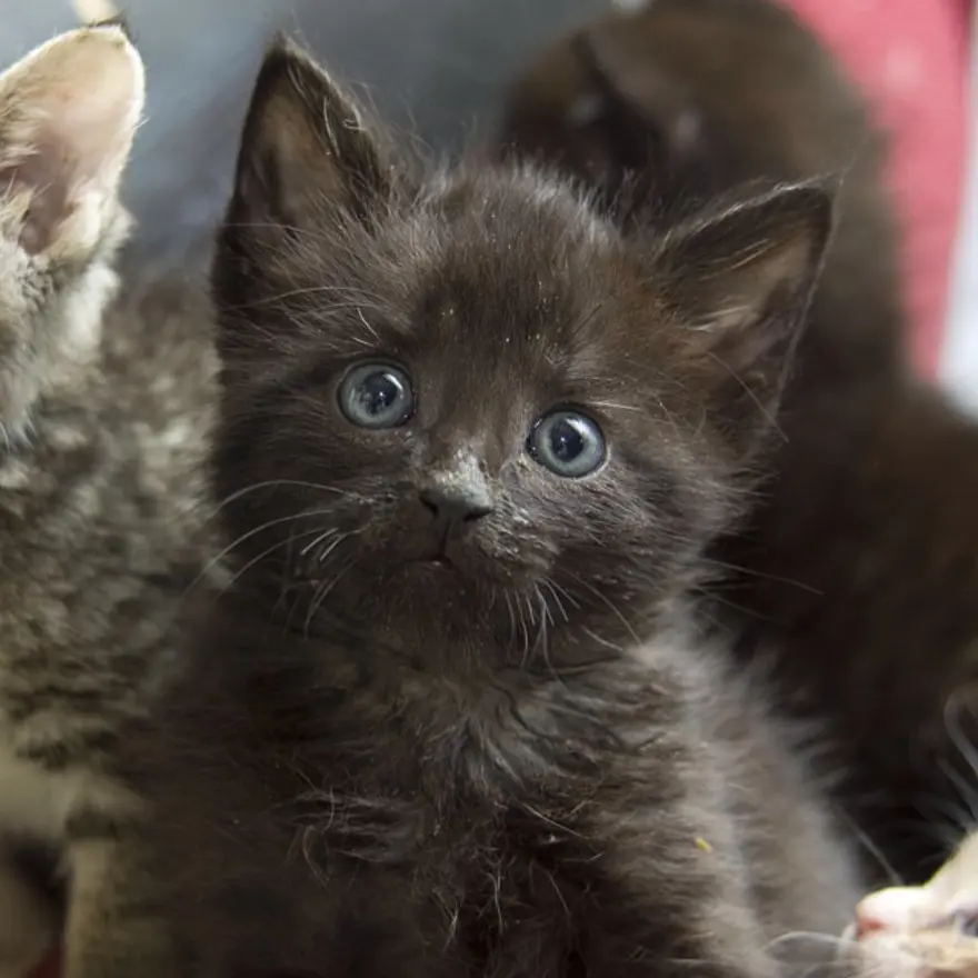 Hayatını kedileri kurtarmaya adadı 16