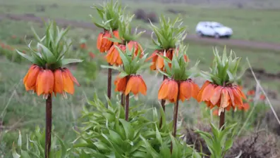 Koruma altındaki ters laleler çiçek açtı