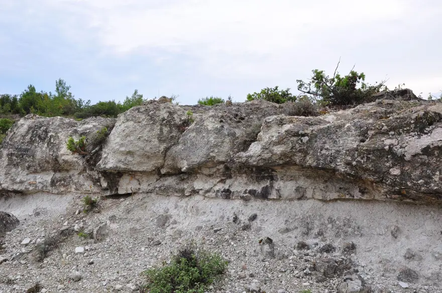21 milyon yıllık fosil ağaç ormanı tehlikede 2