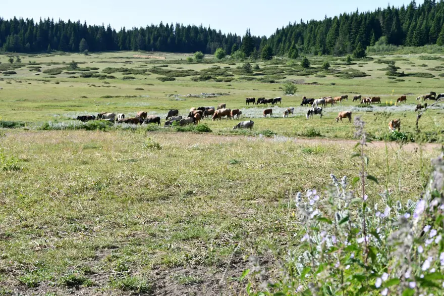 Asırlardır en büyük geçim kaynağı: Eşsiz doğa manzarasına sahip 7