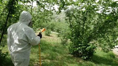 "Kahverengi kokarca" istilası olumsuz etkiledi: 3'lü zarar, 50 bin ton kayıp var