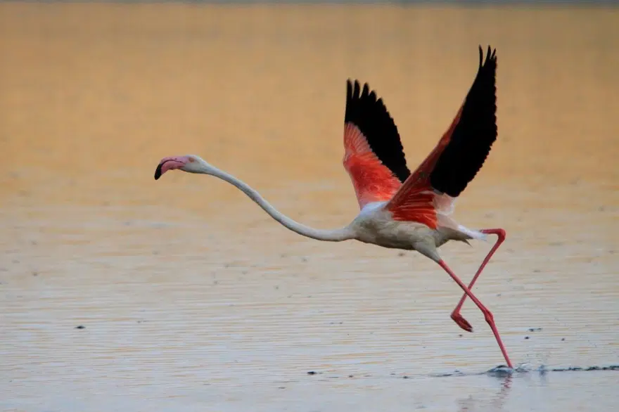 Flamingolara can suyu 