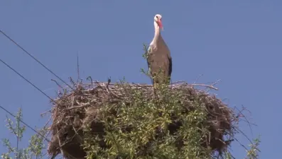 Afrika’dan gelen leylekler Erzincan’da mola verdi