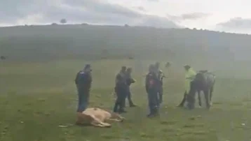 Meraya yıldırım düştü: 3 inek öldü