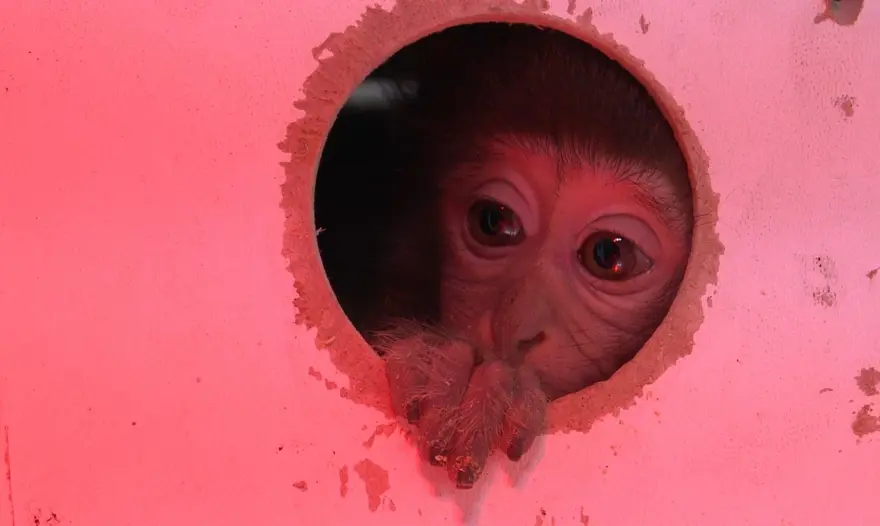 Otogarda şoke eden olay: Kutunun içinden yasaklı maymun çıktı 6