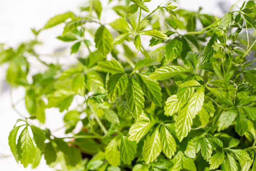 ''Ölümsüzlük otu'' olarak da biliniyor: İç hastalıkları uzmanı ısrarla tavsiye etti 1 ''Ölümsüzlük otu'' olarak da biliniyor: İç hastalıkları uzmanı ısrarla tavsiye etti 1