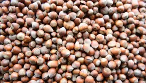 Corona virüs salgını Türk fındığına yaradı