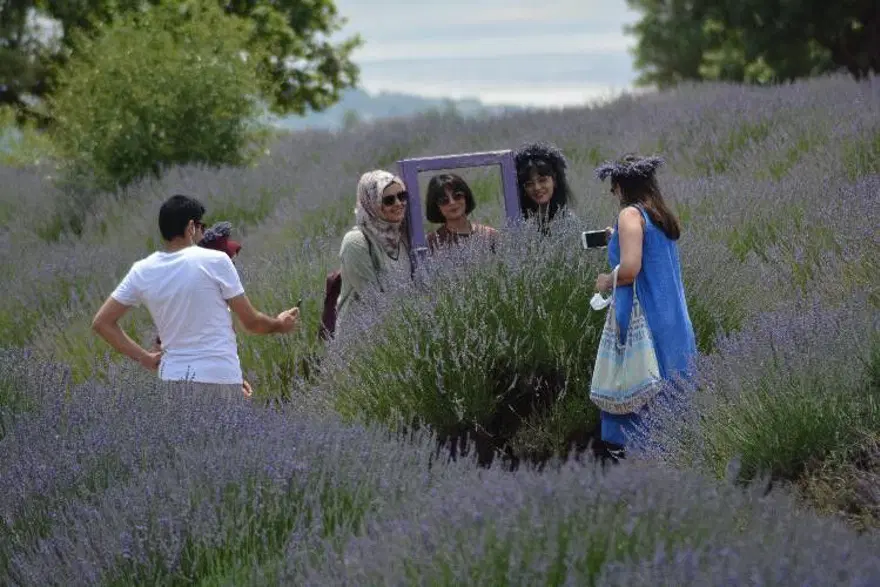'Mor turizm' lavanta tarlaları pandemiye rağmen 250 bin ziyaretçi ağırladı 9 'Mor turizm' lavanta tarlaları pandemiye rağmen 250 bin ziyaretçi ağırladı 9