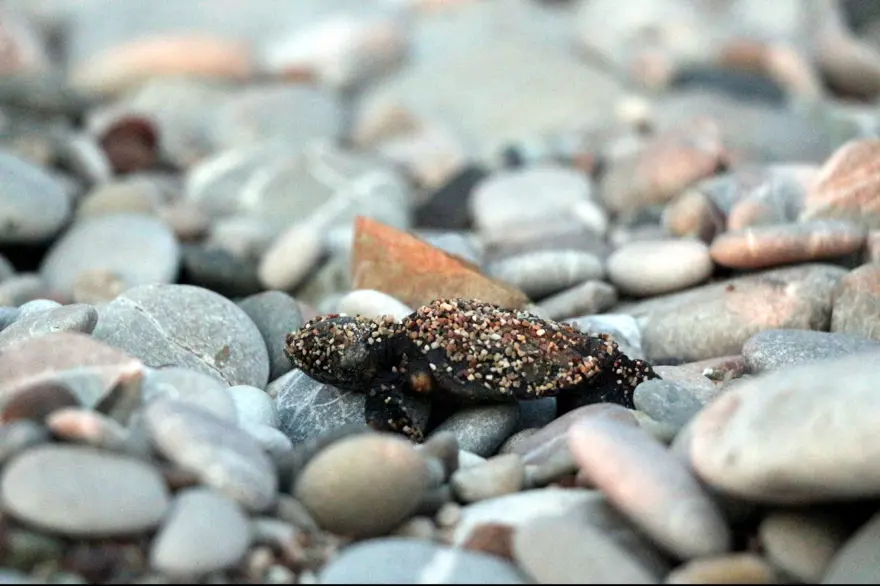 caretta caretta, carettaların denize yolculuğu, caretta mevsimi, yavru caretta 2