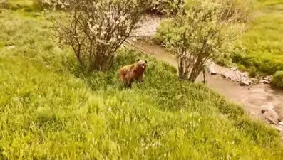 Doğada dolaşan boz ayı görüntülendi