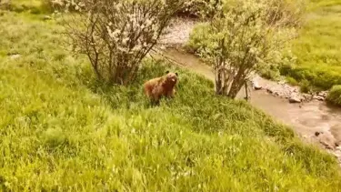 Doğada dolaşan boz ayı görüntülendi