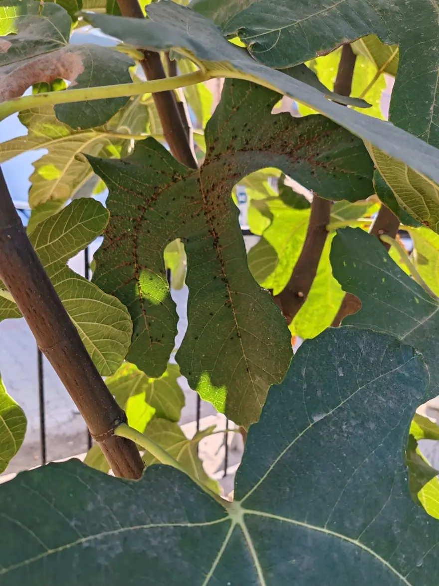 İncir bahçelerinde yeni tehdit: Kanlı balsıra 2 İncir bahçelerinde yeni tehdit: Kanlı balsıra 2