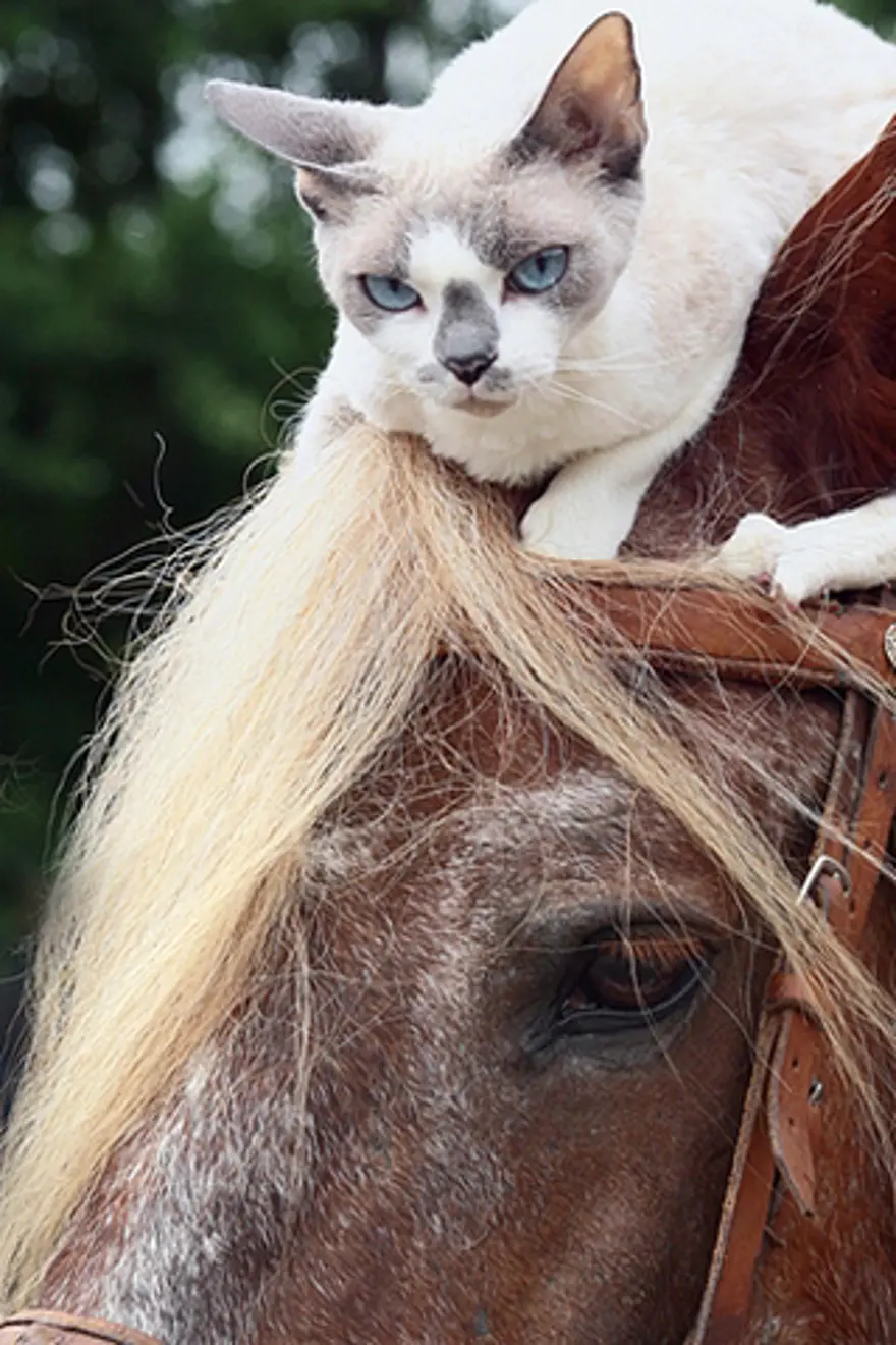 Poz verme sanatı 45