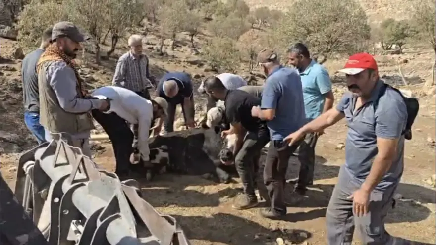 500 kiloluk ineğin ayağı kırıldı: 2 kilometre taşıdılar 500 kiloluk ineğin ayağı kırıldı: 2 kilometre taşıdılar