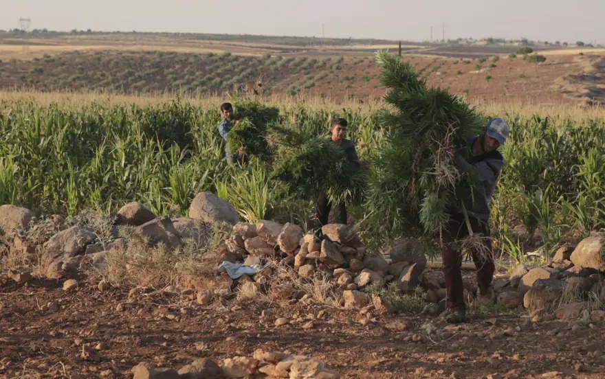 Mısır tarlasından 190 bin kök Hint keneviri ve 415 kilo esrar çıktı 6
