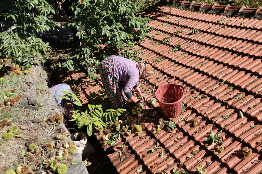 Üreticiler zamanla yarıştı, hasatta sona gelindi: 60-70 metreye kadar tırmandılar Üreticiler zamanla yarıştı, hasatta sona gelindi: 60-70 metreye kadar tırmandılar