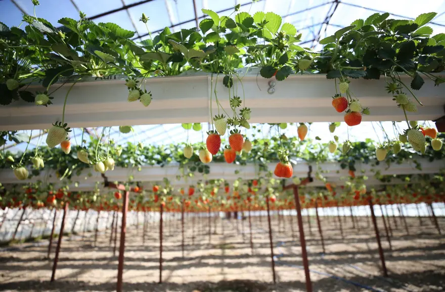 Sıfırdan başladılar, kendi işlerinin patronu oldular: 2 arkadaş kurdukları serada üretiyor 4