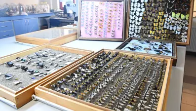"Böcek sevdalısı" profesör, 4 bin türlük koleksiyonunu müzede sergilemek istiyor