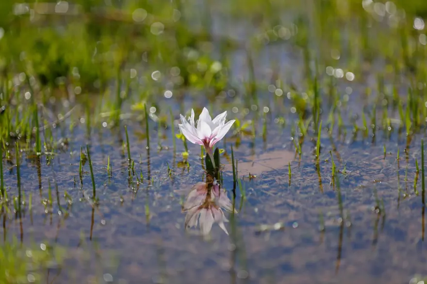 Tunceli'de baharın müjdecisi çiğdem ve nergisler çiçek açtı 3