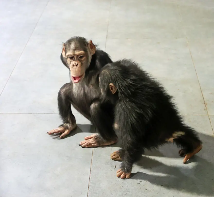 Şempanze Can yeni doğan kardeşi sayesinde annesiyle buluştu 10