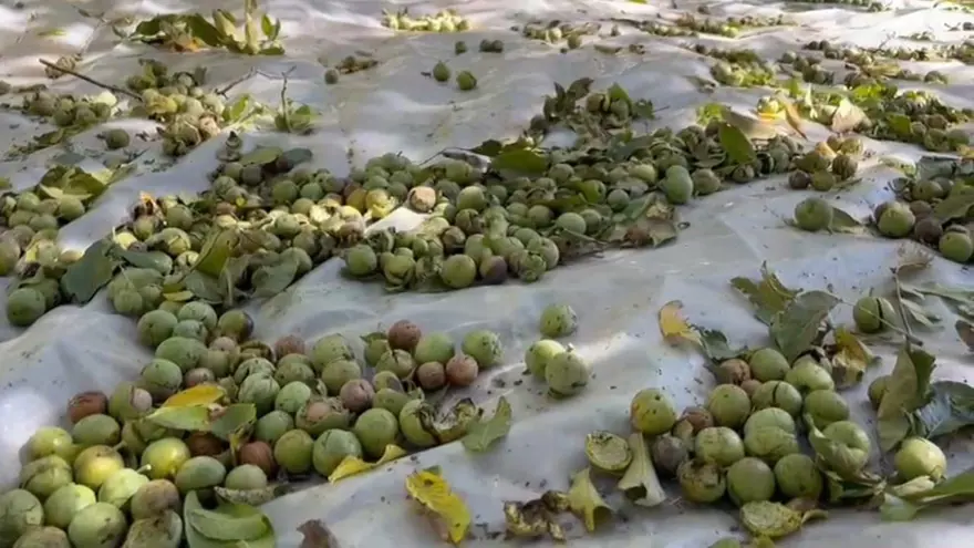 Kilosu 600 liraya kadar çıkıyor: Ünü dünya çapında, hasat başladı 1