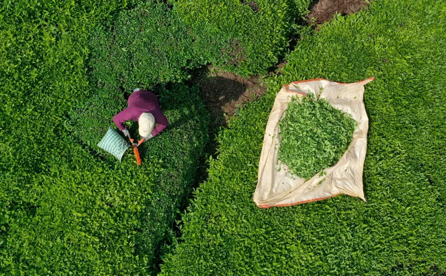 Trabzon Uluağaç Mahallesi'nde kadınlar 26 yıldır yük taşımıyor 