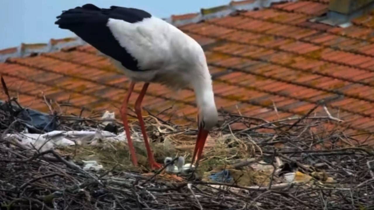 Yaren leyleğin iki yavrusu yumurtadan çıktı
