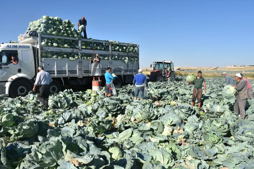Tarlada kilosu 10 lira, üretici memnun: Niğde'de hasat başladı 1 Tarlada kilosu 10 lira, üretici memnun: Niğde'de hasat başladı 1