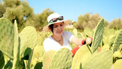 Kurarken alay ettiler ama o bir ilki başardı! 10 ton ürünün tamamını yurt dışına veriyor