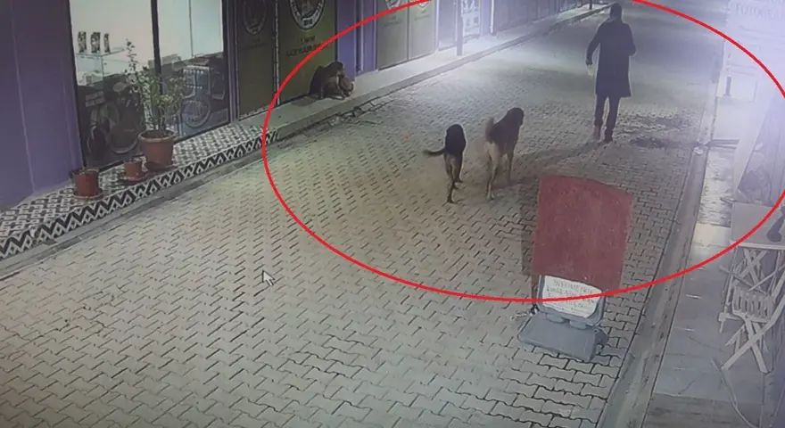 Hatay'da vahşet! Kedileri köpeklere parçalatan kişi gözaltına alındı 