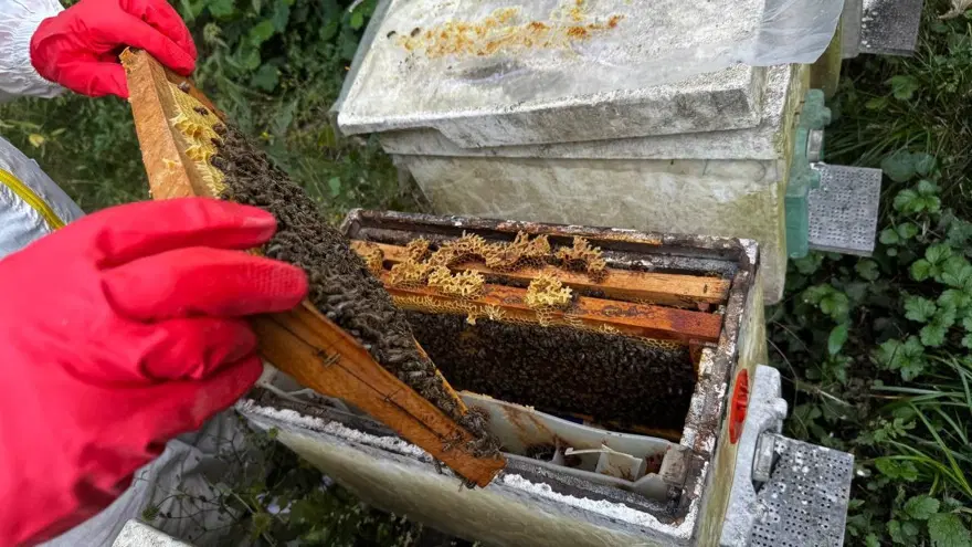 Dedesinin nasihatiyle başladı, geçim kaynağı oldu: 1 ton üretmeyi hedefliyor 2