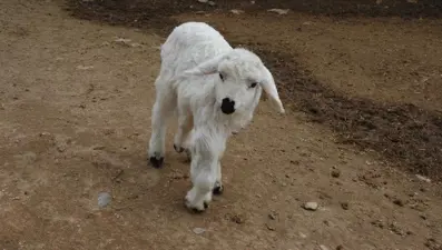 6 ayaklı kuzu görenleri şaşırtıyor