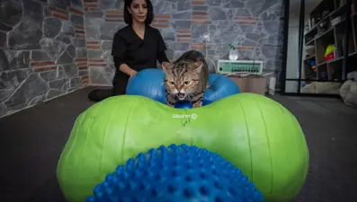 Obez kedi Simba: Pilates yaparak, havuzda yüzerek zayıflamaya çalışıyor