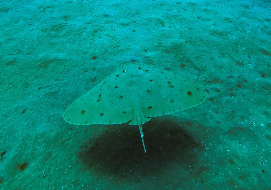 Fotoğraf tutkunu dalgıçlar, Mersin kıyılarındaki su altı kanyonlarını görüntülüyor 10
