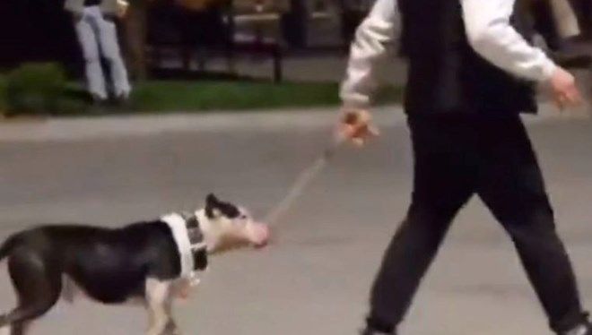 Ağızlıksız pitbullu diğer köpeklerin üzerine salan kişiye para cezası